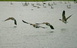 Home comming Wallpaper