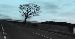 Lonely Tree Wallpaper