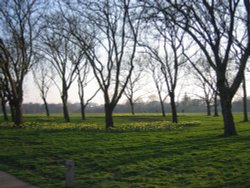 Regents Park Wallpaper