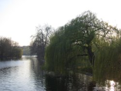 Regents Park Wallpaper