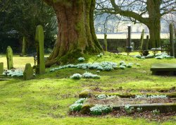 Snowdrops