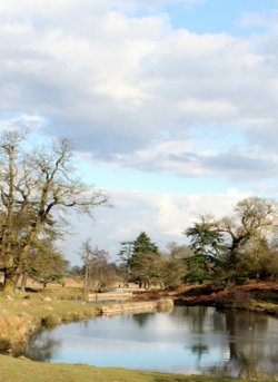 Bradgate Park