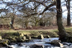 Bradgate Park Wallpaper