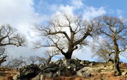 Bradgate Park Wallpaper