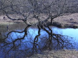 Reflections Wallpaper