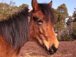 Hello there ! Wallpaper