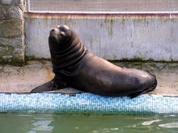 The largest seal here. Wallpaper