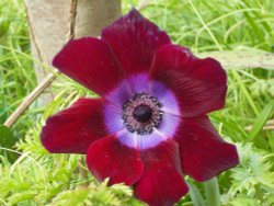 Anemone.