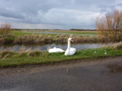 Swans on the marshes Wallpaper