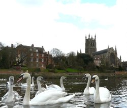 Swans near Worcester Cathedral Wallpaper