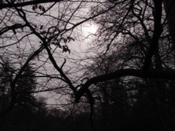 Magical forest Wallpaper