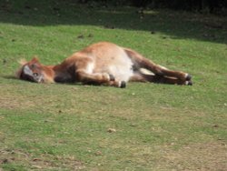 Sunbathing. Wallpaper