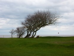 Wind blown on the edge of the sea Wallpaper