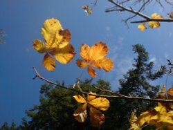 Autumn sky Wallpaper