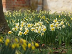 Daffodils in the Churchyard Wallpaper