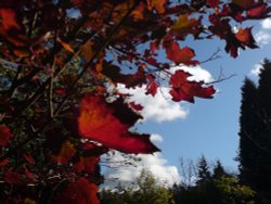 Autumn leaves Wallpaper