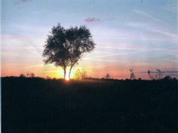 A May sunset over the forest Wallpaper