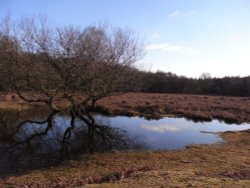 Forest reflections Wallpaper