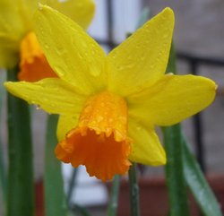 Daffodil