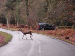 Deer in the forest Wallpaper