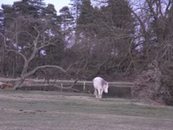 New forest pony Wallpaper