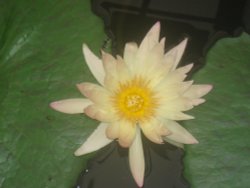 Royal Botanical Gardens, Kew Wallpaper