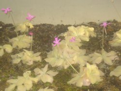 From Princess of Wales Conservatory Wallpaper