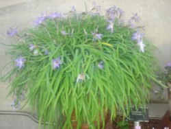 A picture from Princess of Wales Conservatory Wallpaper