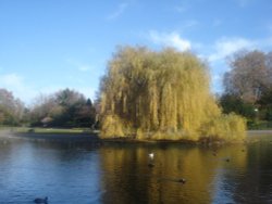 Regent's Park Wallpaper