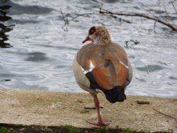 An Egyptian Goose on one leg Wallpaper