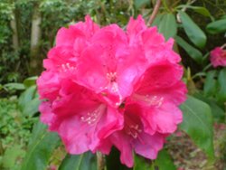 Rhododendron Hybrid 'Russellianum' ('Cornish Red') at Otterhead May 2008