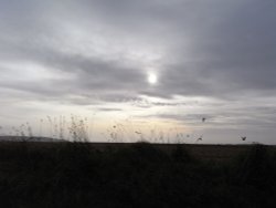 Winters flight Wallpaper