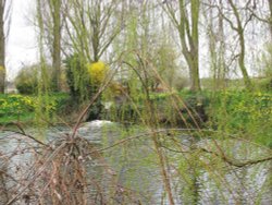 Around Ellingham Mill Wallpaper