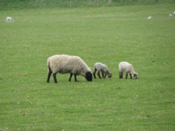 Sheep and Lambs near the Church Wallpaper