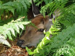 New Forest Otter, Owl and Wildlife Park Wallpaper