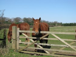 A lovely horse Wallpaper