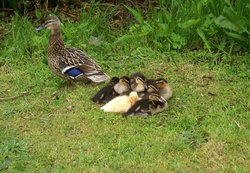 Was this little duck adopted?