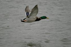 Drake Mallard. Wallpaper