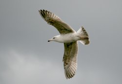 Young Herring Gull. Wallpaper