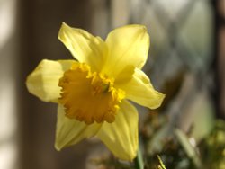 Daffodil inside St Mary's Church, Chesterton, Oxon.