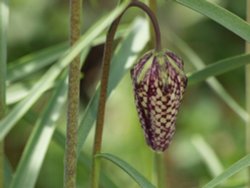 Fritillary, Steeple Claydon, Bucks Wallpaper