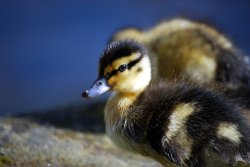 Mallard Chick