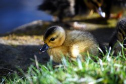 Mallard Chick Resting Wallpaper