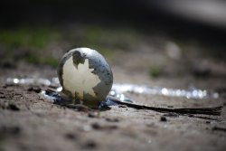 Just Hatched Wallpaper