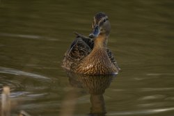 Our little friends Wallpaper