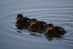 Our little friends Wallpaper