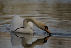 Our little friends Wallpaper