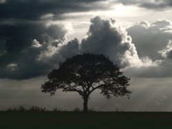 Silhouetted tree, Botolph Claydon, Bucks Wallpaper