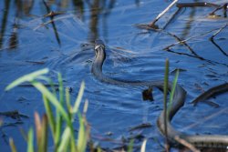 Grass Snake Wallpaper