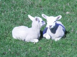 Lambs at Redlingfield